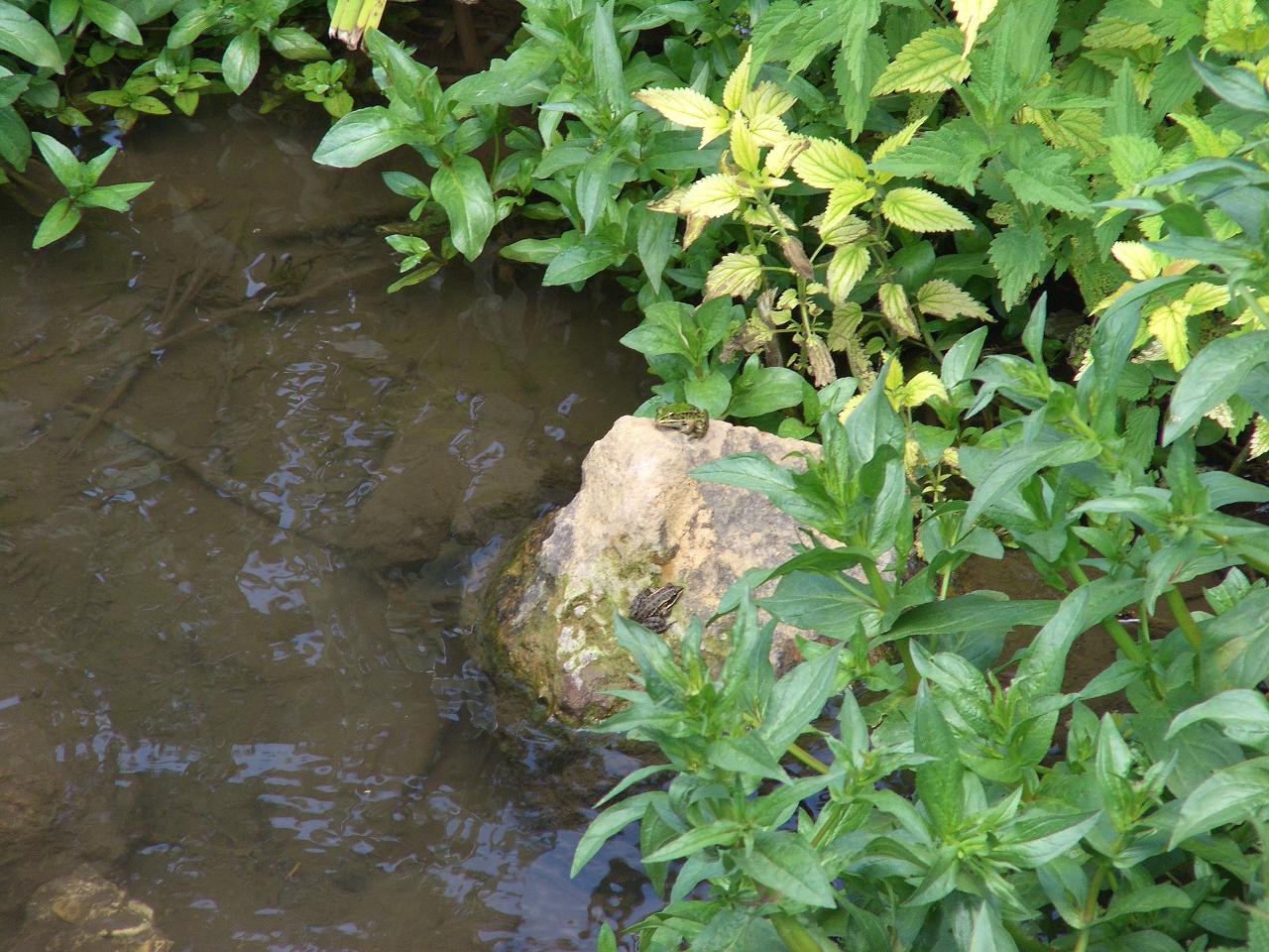 un tributo alle rane verdi - Pelophylax sp. (Lazio)